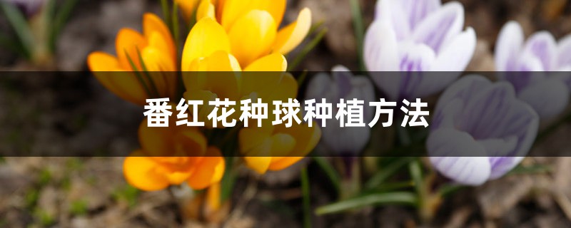 番红花种球种植方法,几月份种植 番红花种球种植方法,几月份种植