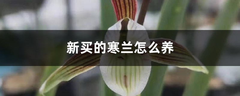 新买的寒兰怎么养 新买的寒兰怎么养