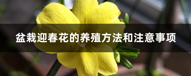 盆栽迎春花的养殖方法和注意事项,如何繁殖 盆栽迎春花的养殖方法和注意事项,如何繁殖