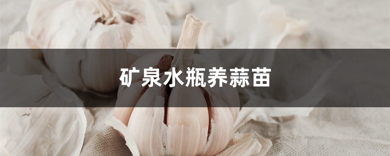 矿泉水瓶养蒜苗的方法 矿泉水瓶养蒜苗的方法