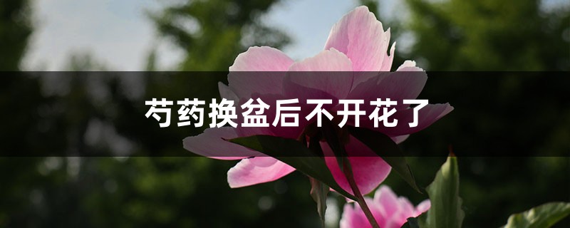 芍药换盆后不开花了,什么时候给芍药换盆 芍药换盆后不开花了,什么时候给芍药换盆
