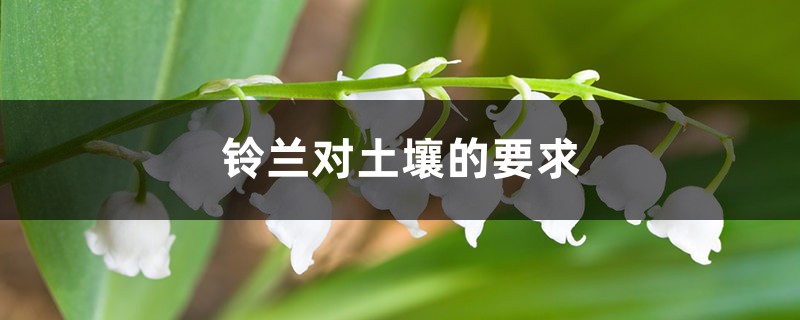 铃兰对土壤的要求,其他养护因素有哪些 铃兰对土壤的要求,其他养护因素有哪些