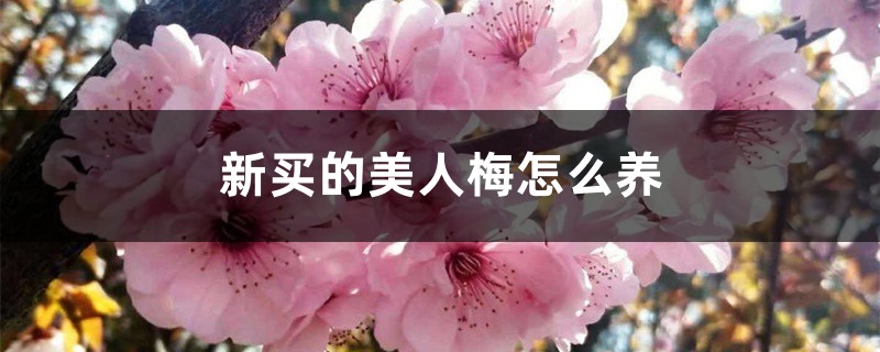 新买的美人梅怎么养 新买的美人梅怎么养