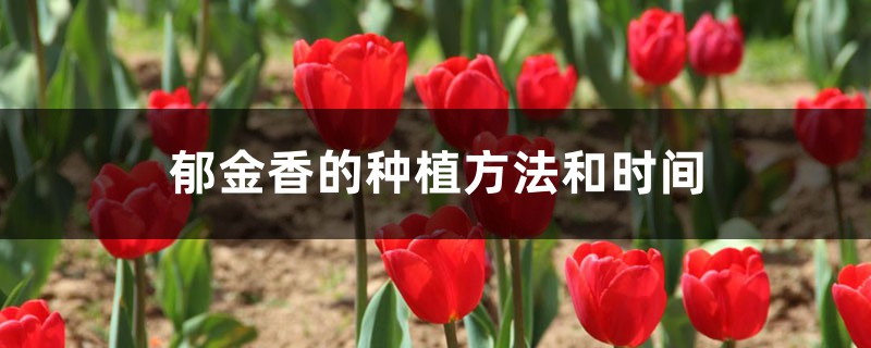 郁金香的种植方法和时间,郁金香图片 郁金香的种植方法和时间,郁金香图片