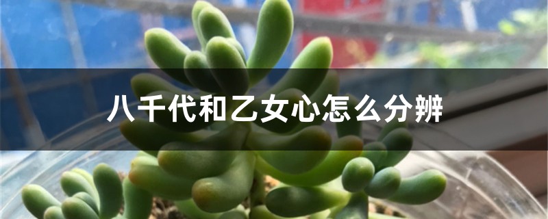 八千代和乙女心怎么分辨 八千代和乙女心怎么分辨
