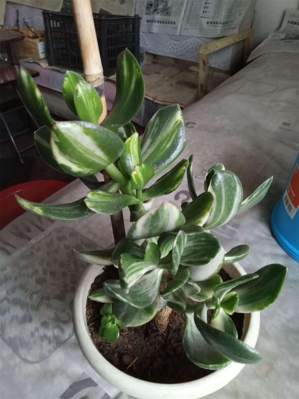 花月锦
