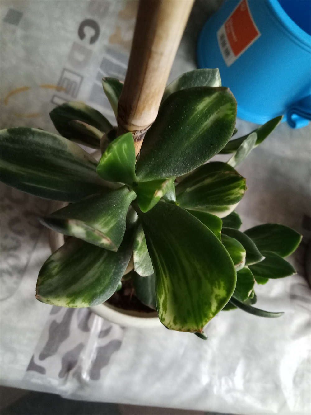 花月锦