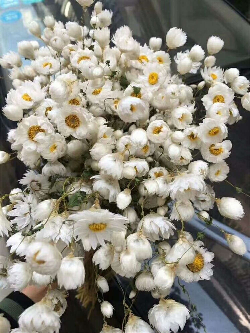 鲁丹鸟花