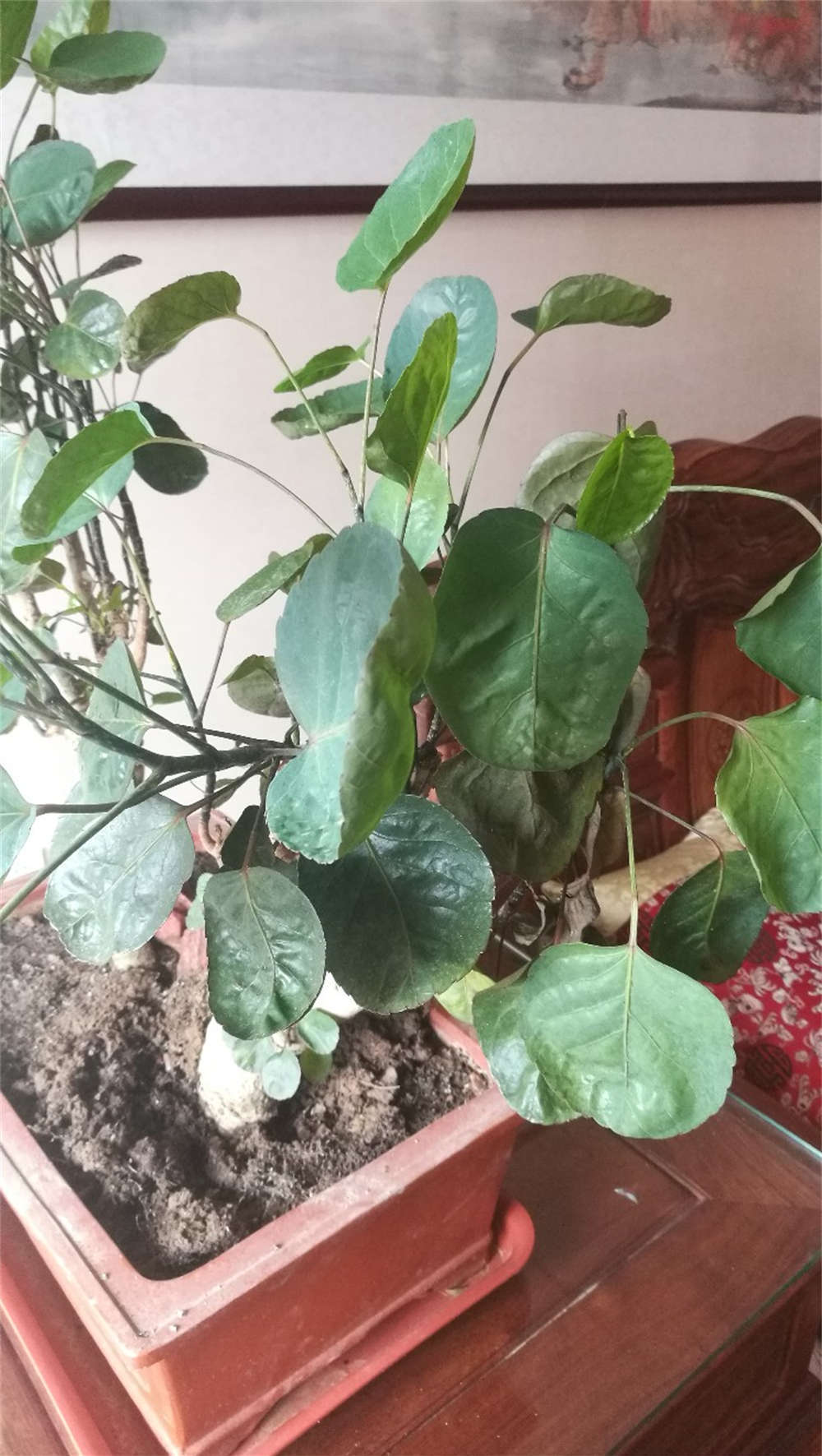 花卉