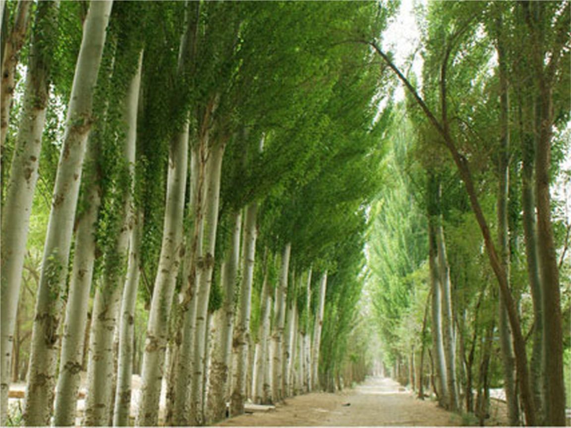 白杨树 白杨树