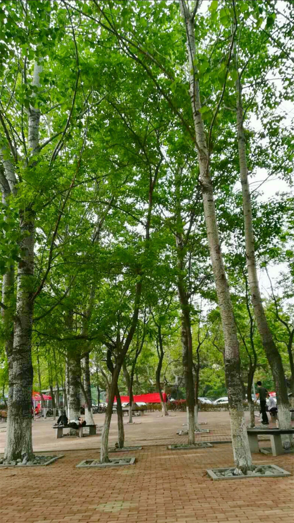 白杨树 白杨树