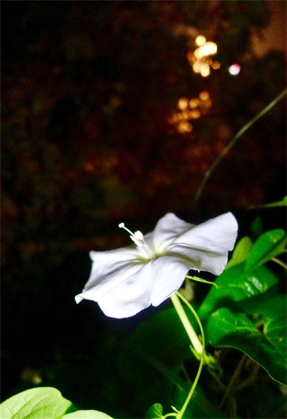 月光花
