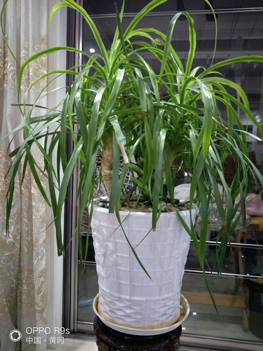 花卉
