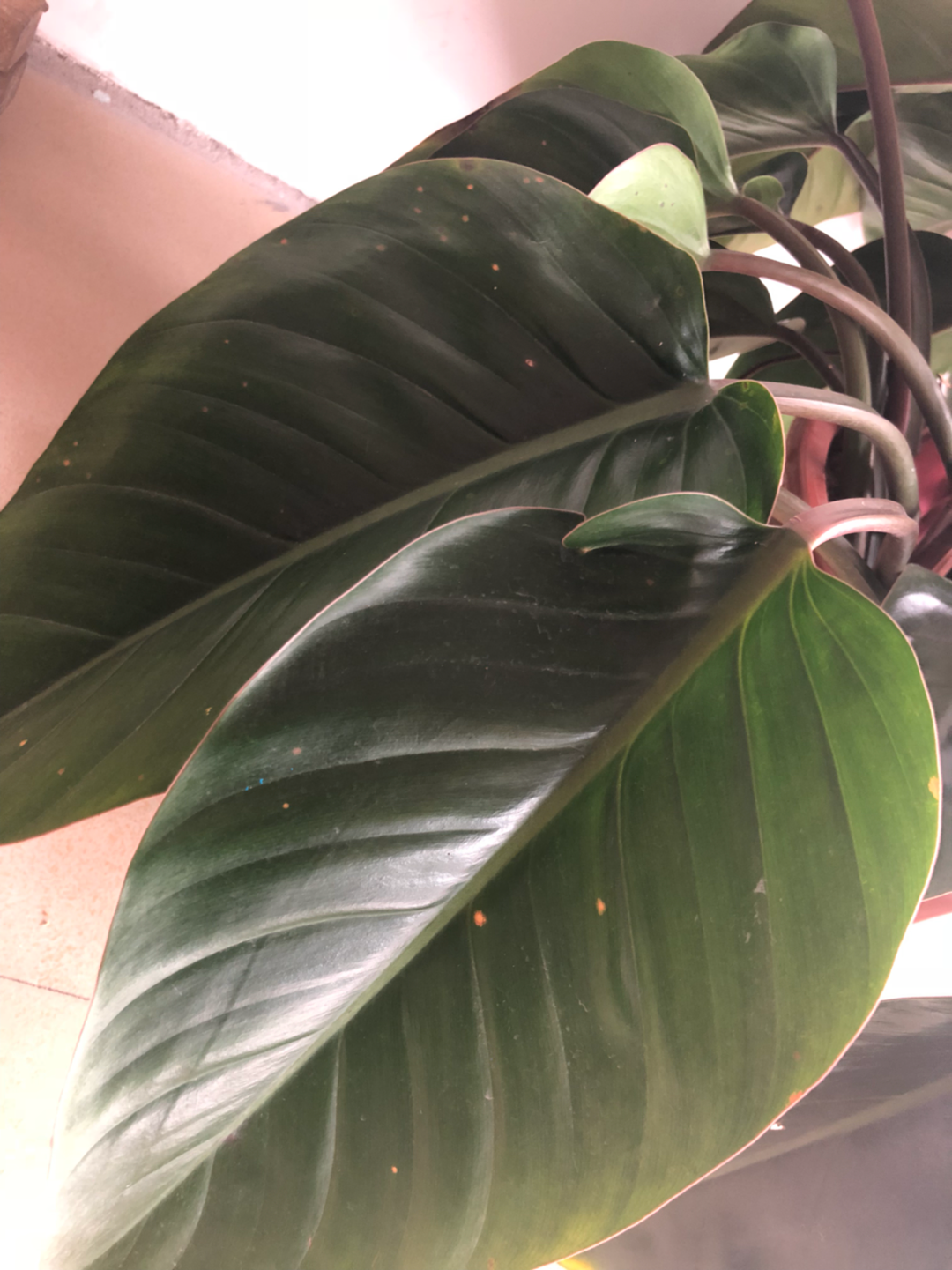 红苞喜林芋