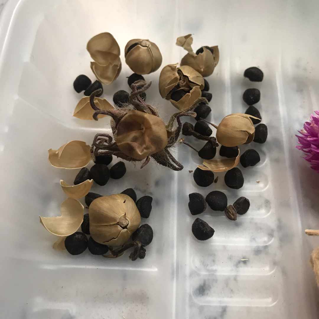 牵牛花种子