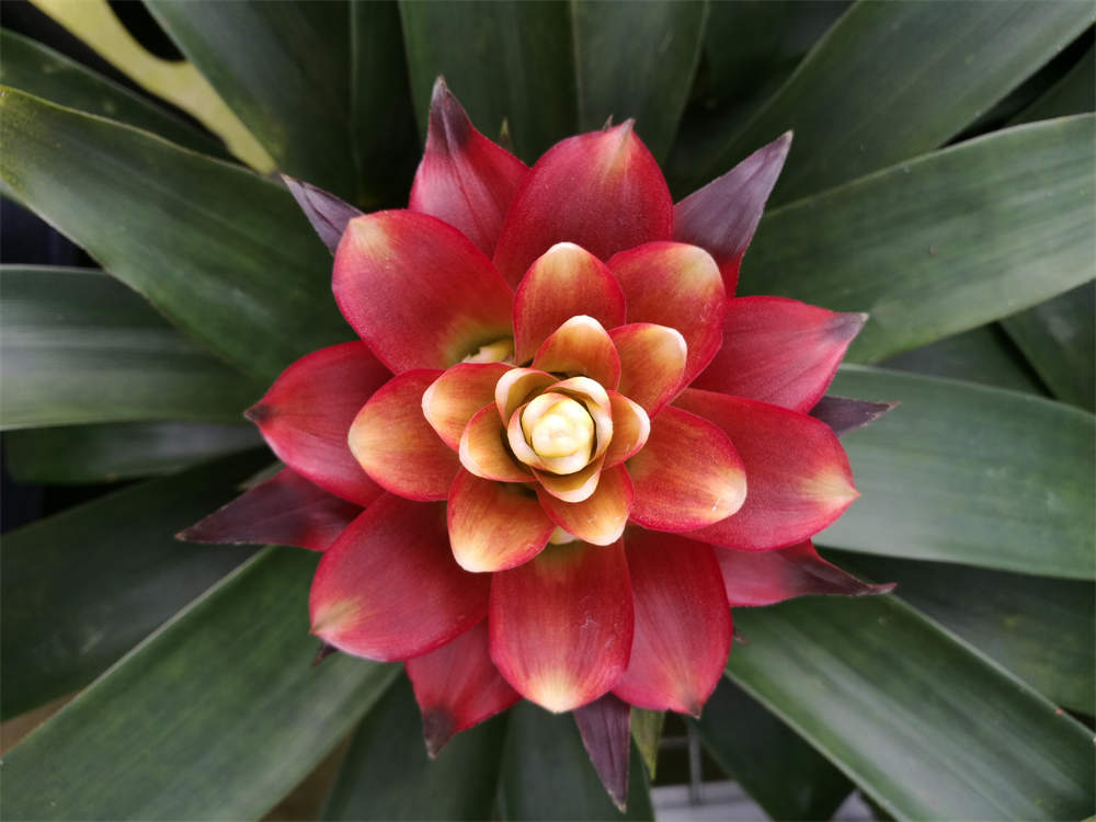 花卉