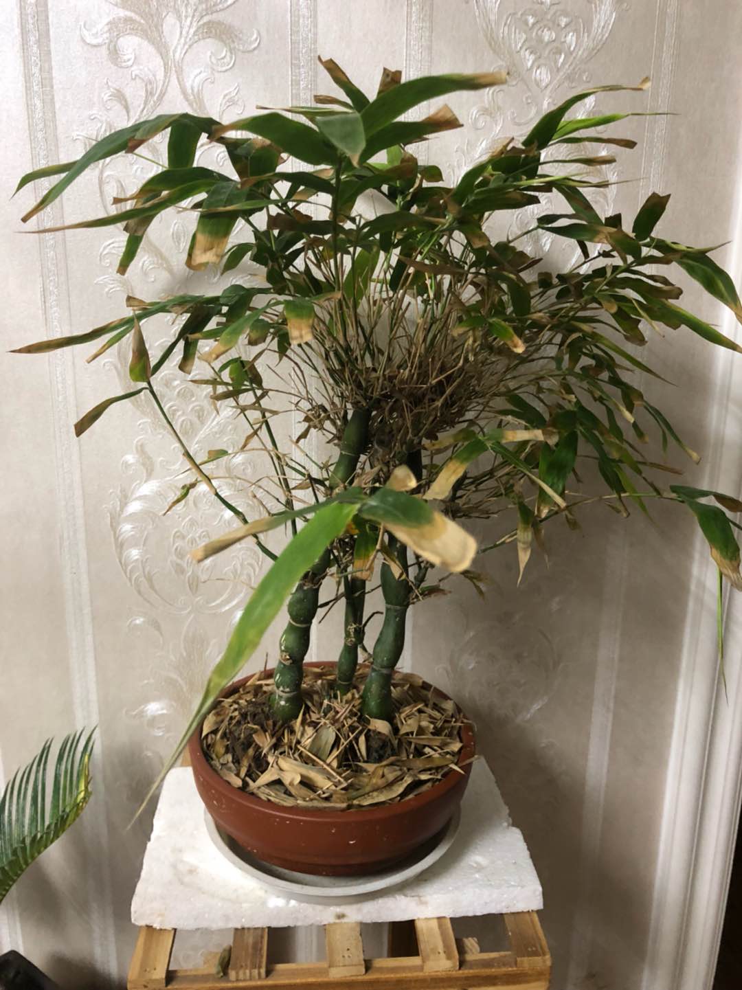 叶尖发黄干枯