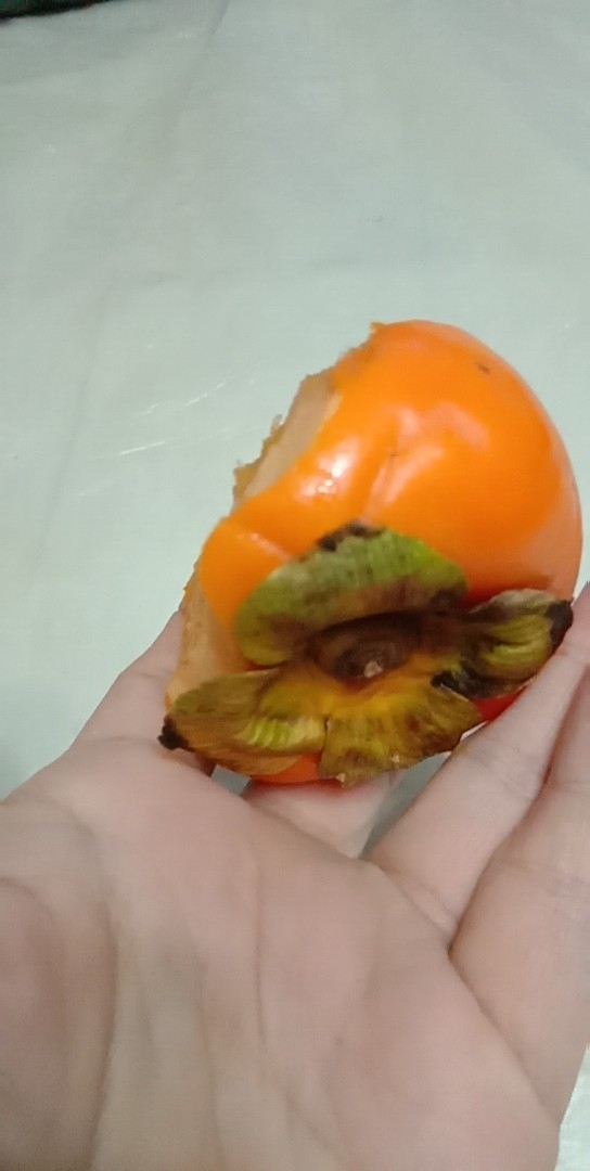 脆柿