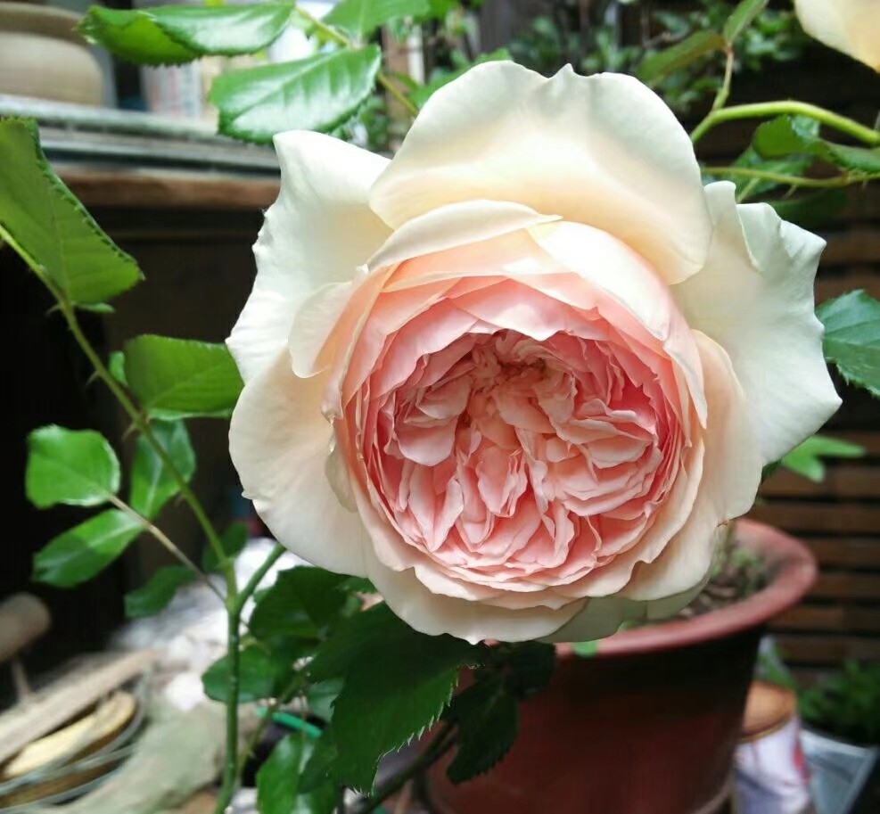 花卉
