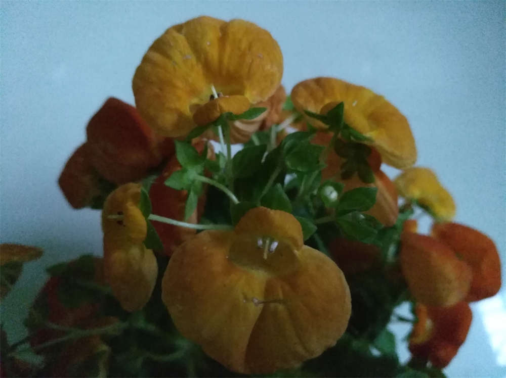 蒲包花