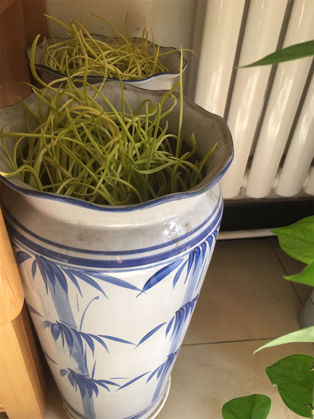 蒜黄