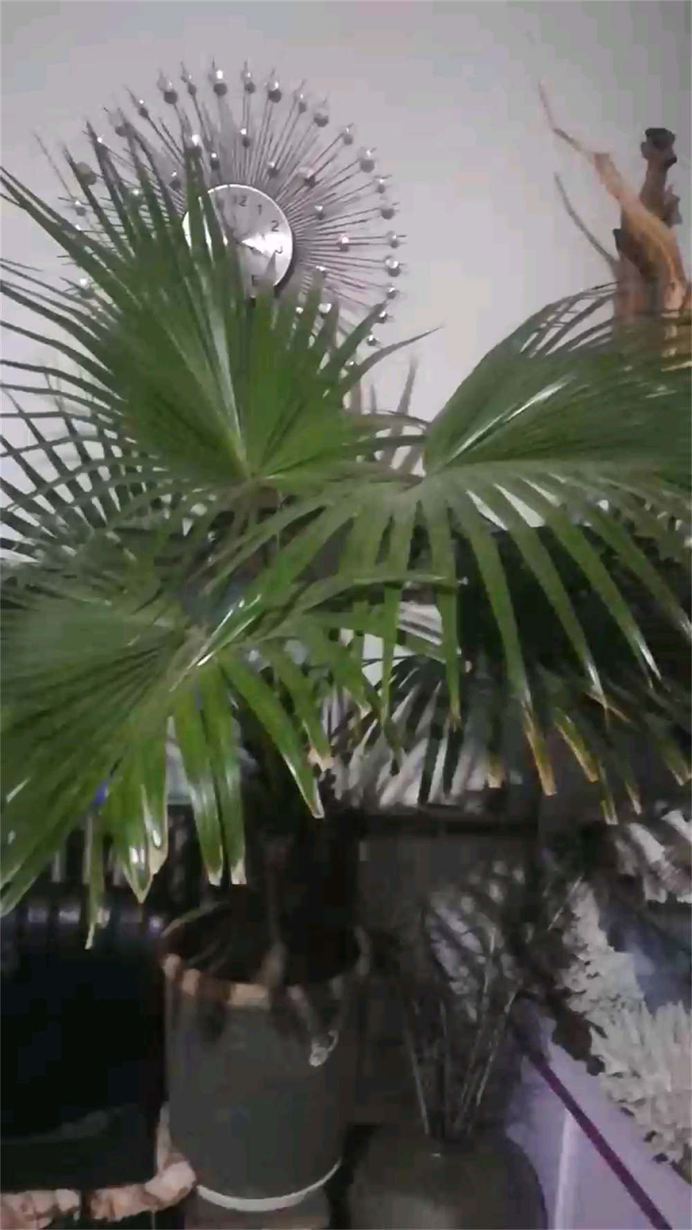 花卉