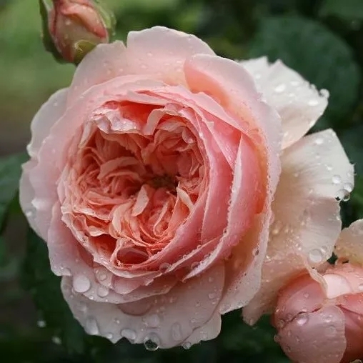 花卉
