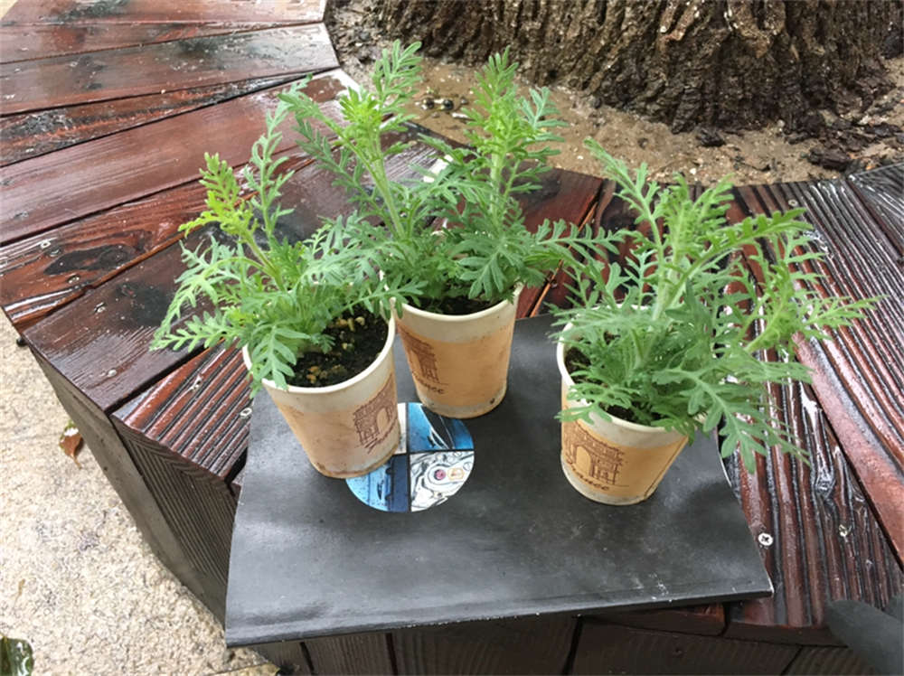 羽叶薰衣草