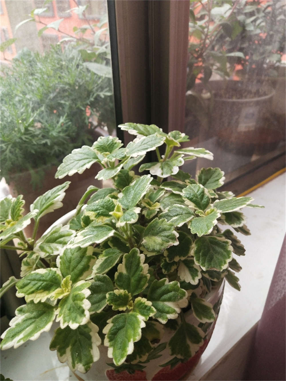 斑叶香妃草