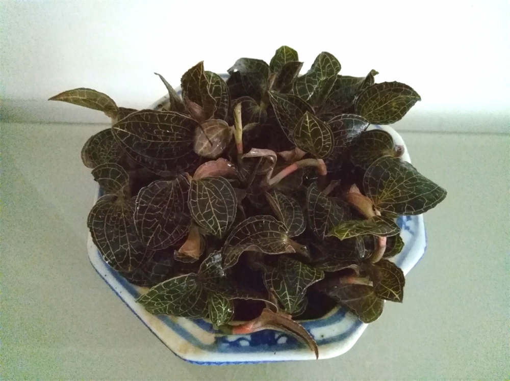 金线莲
