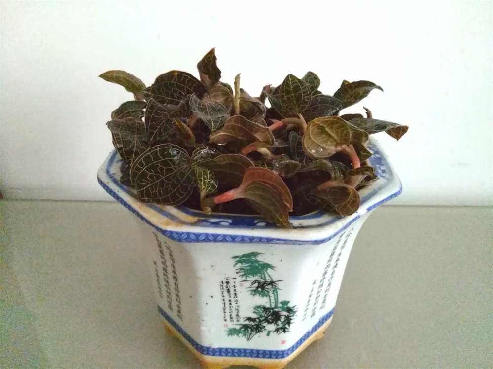 金线莲