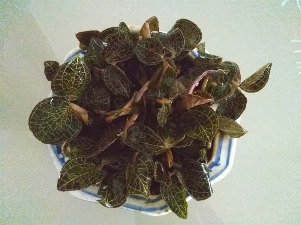 金线莲