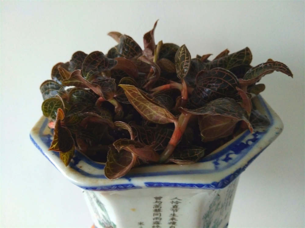 金线莲