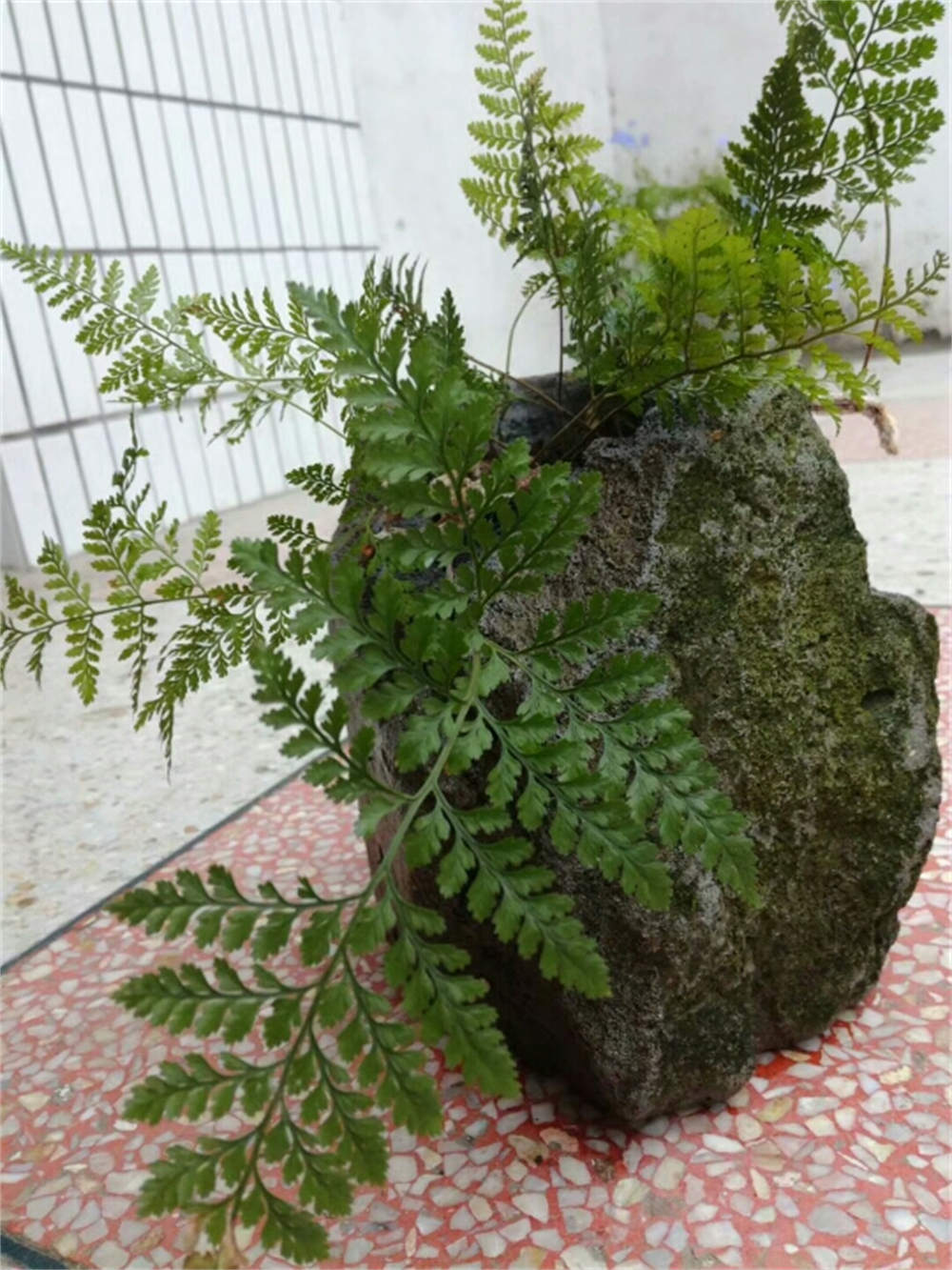 狼尾蕨