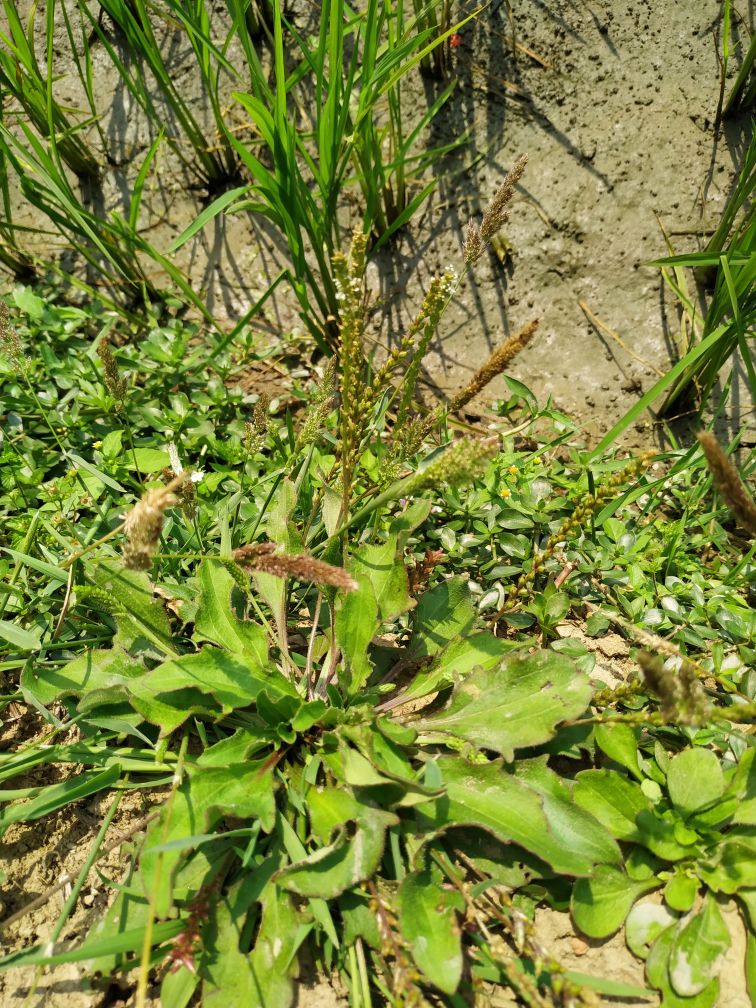 车前草