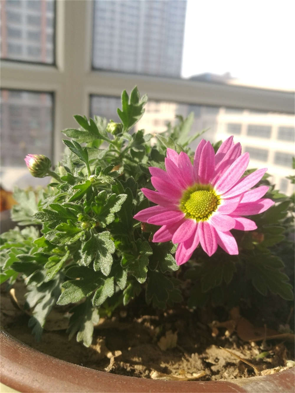 花卉
