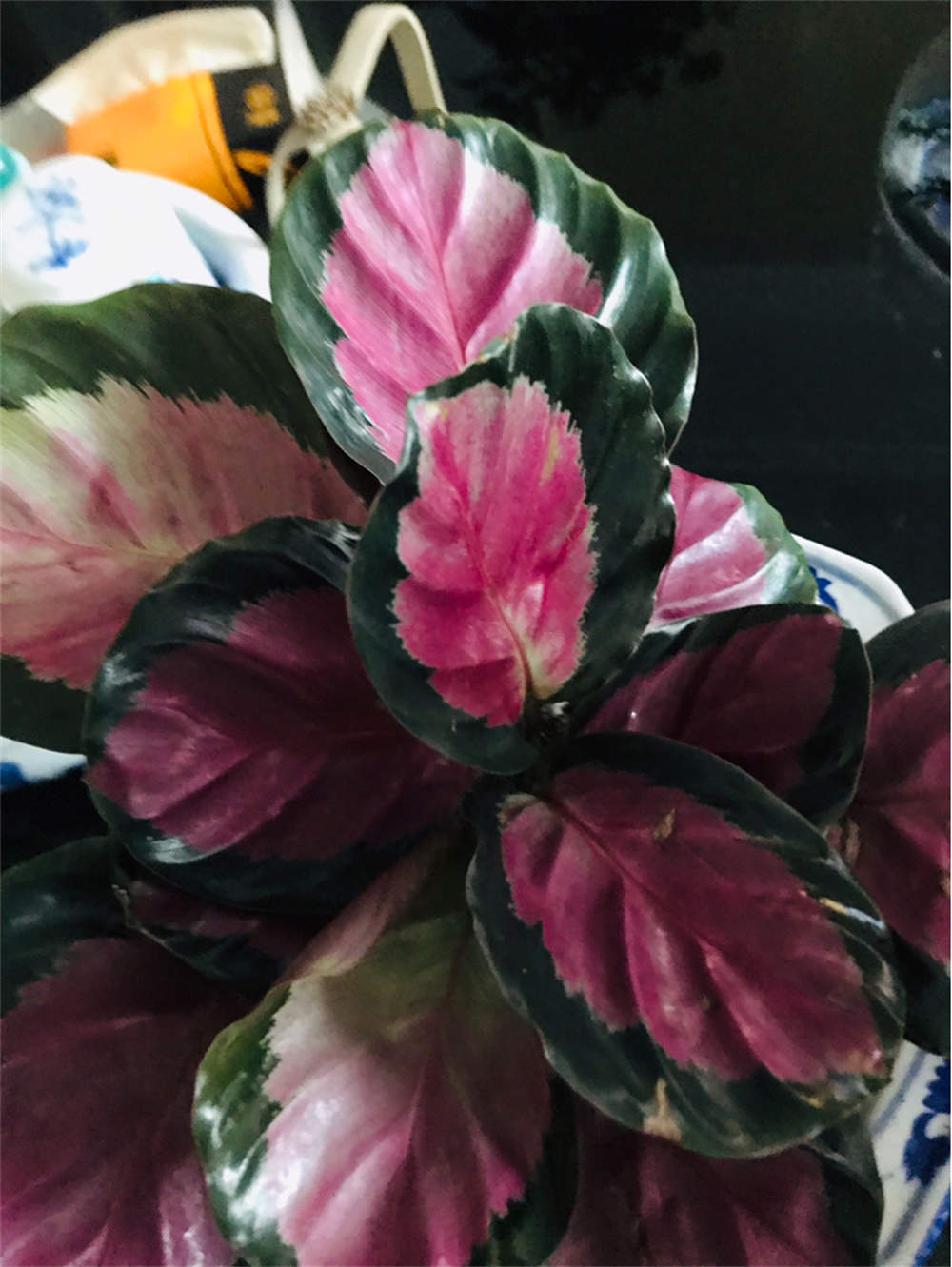 紫背竹芋