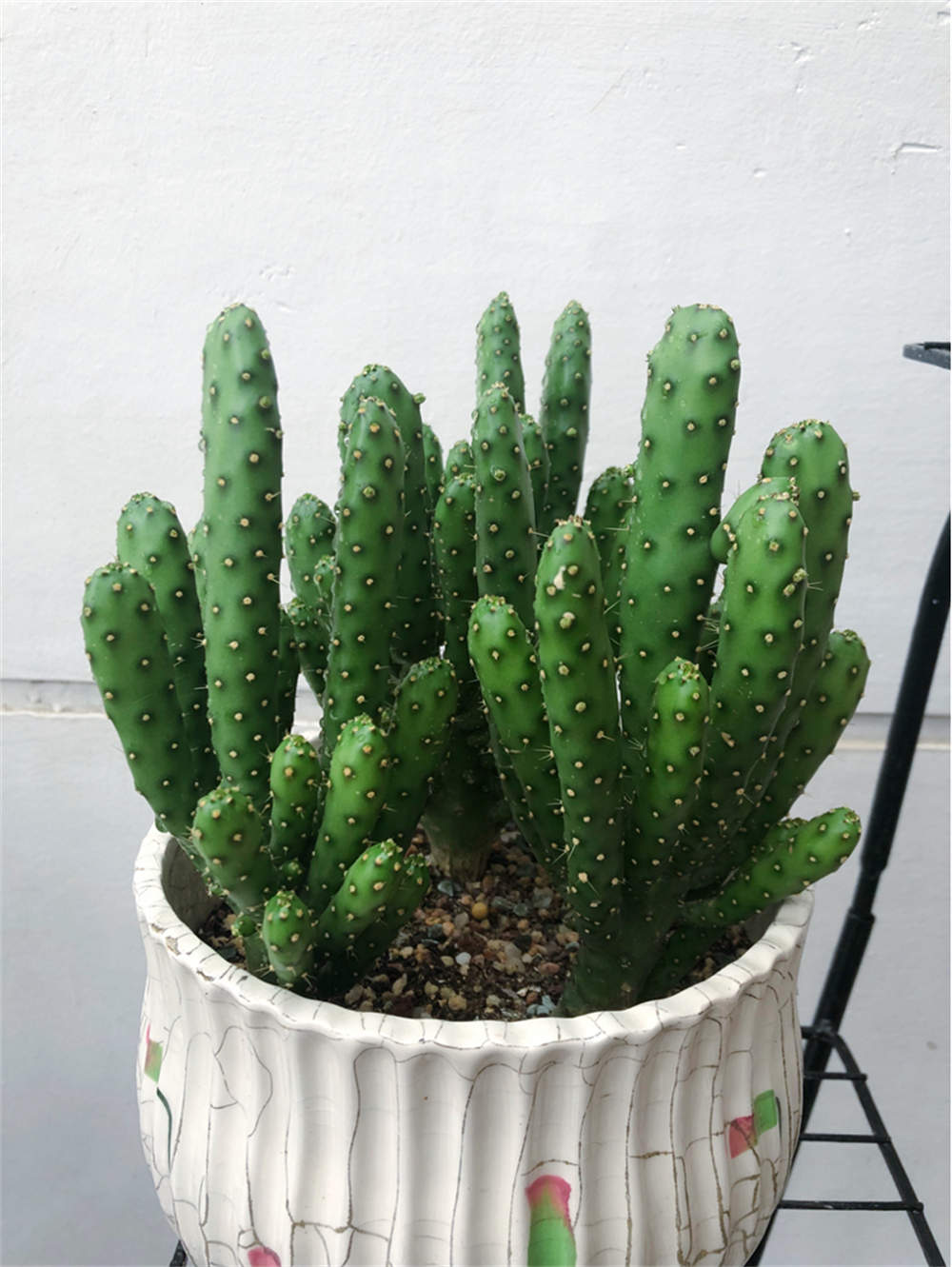 花卉