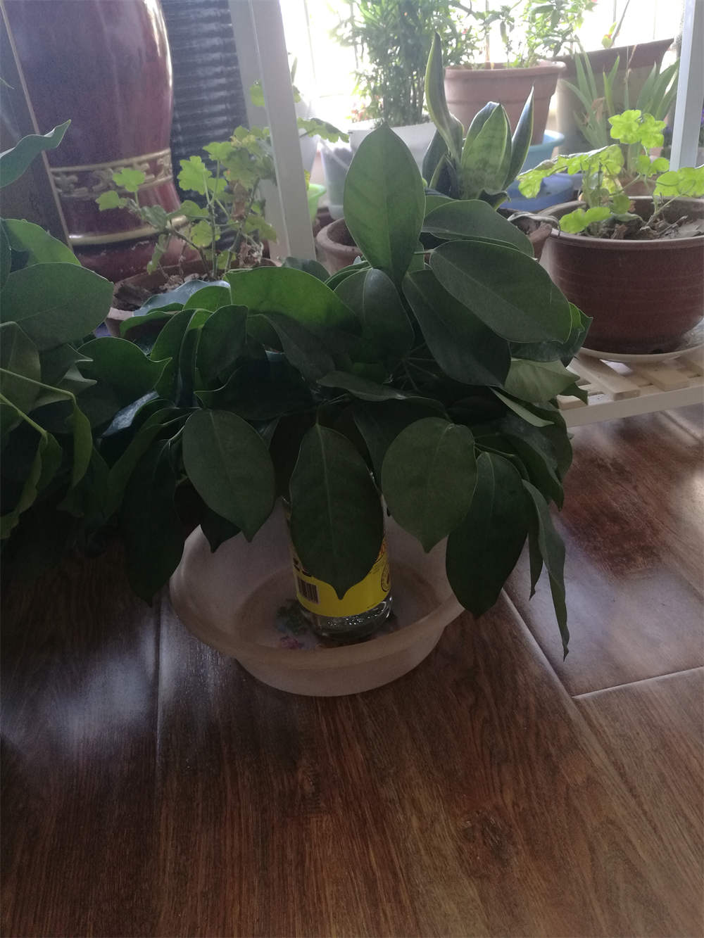 大叶伞