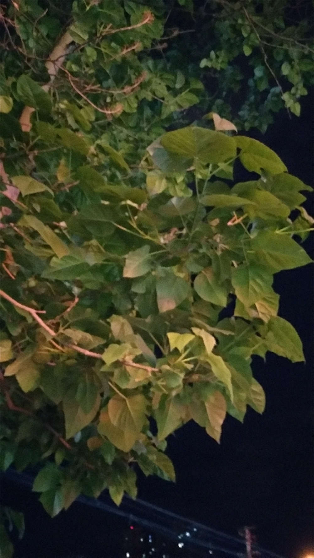 花卉
