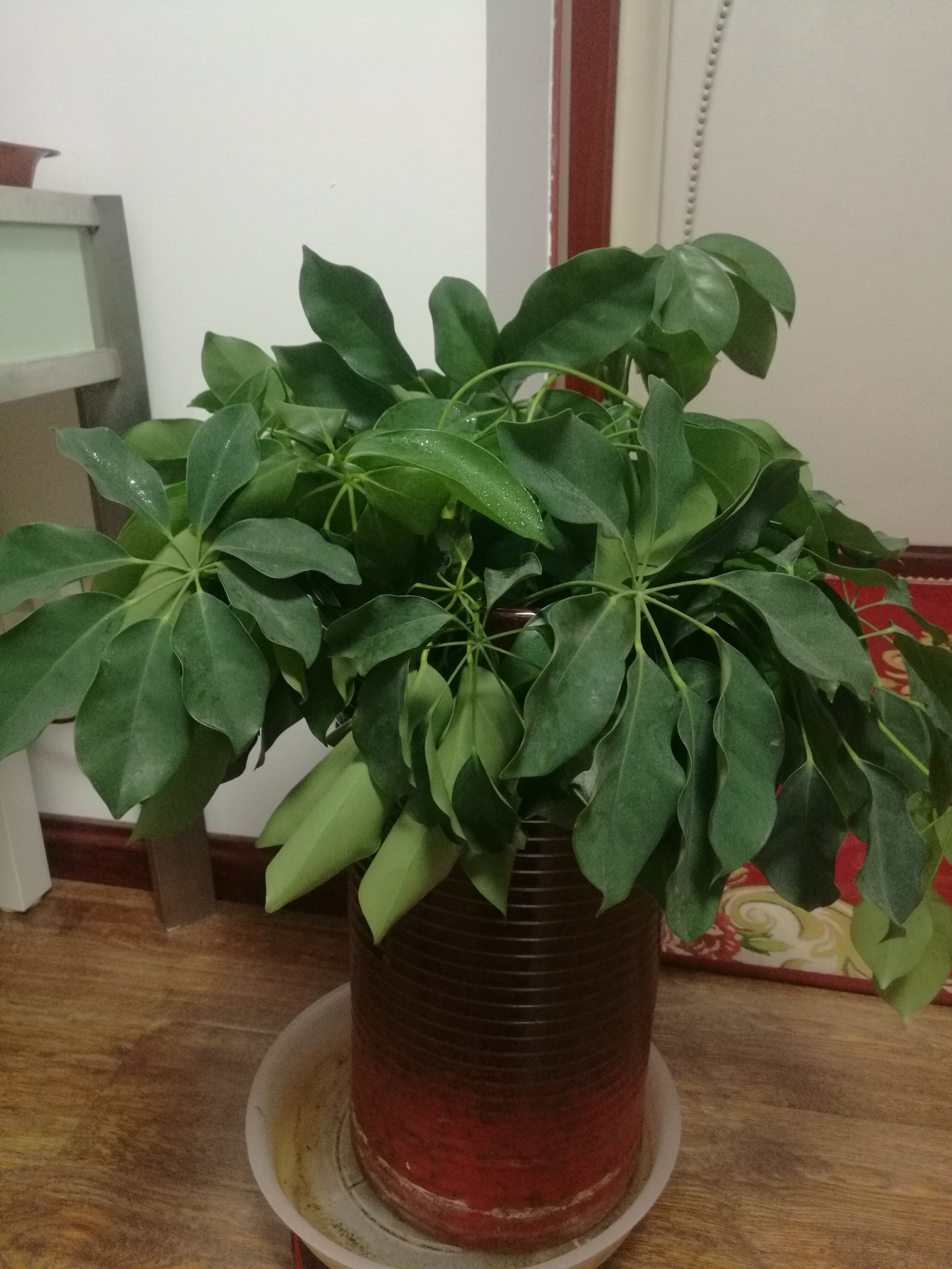 大叶伞