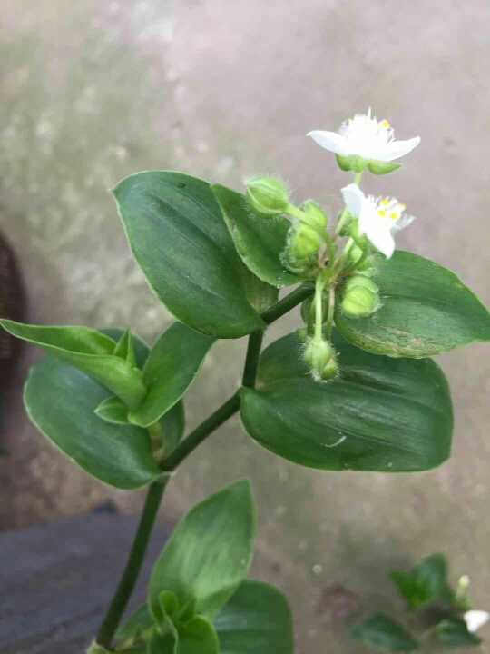 竹节草