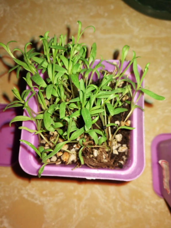 麦蓝菜