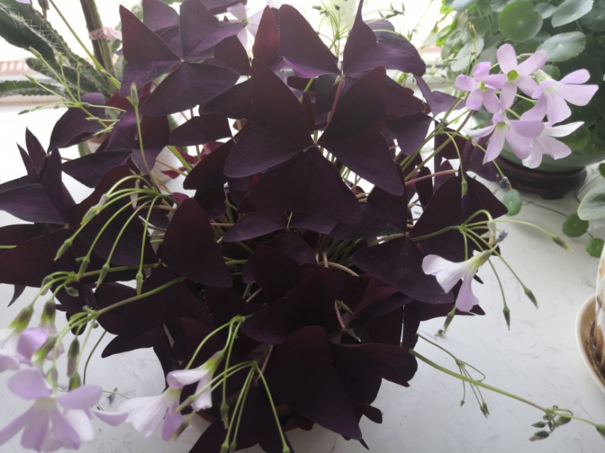 花卉