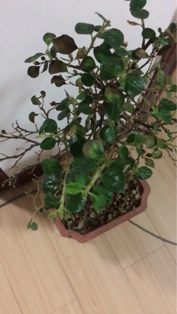 荀子