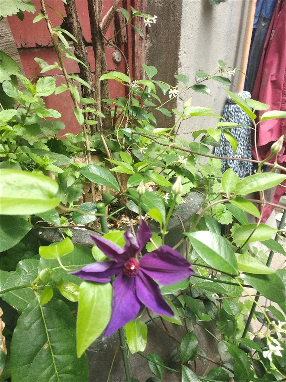 总统铁线莲