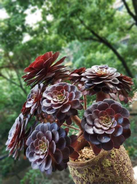 花卉