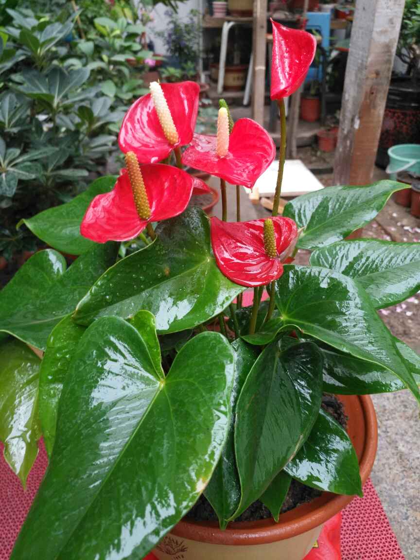 花卉