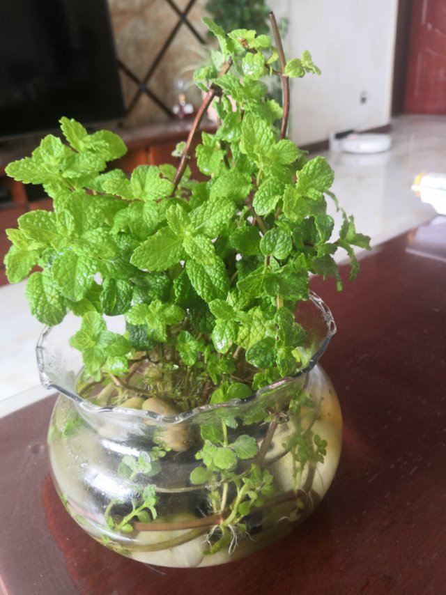 薄荷 薄荷