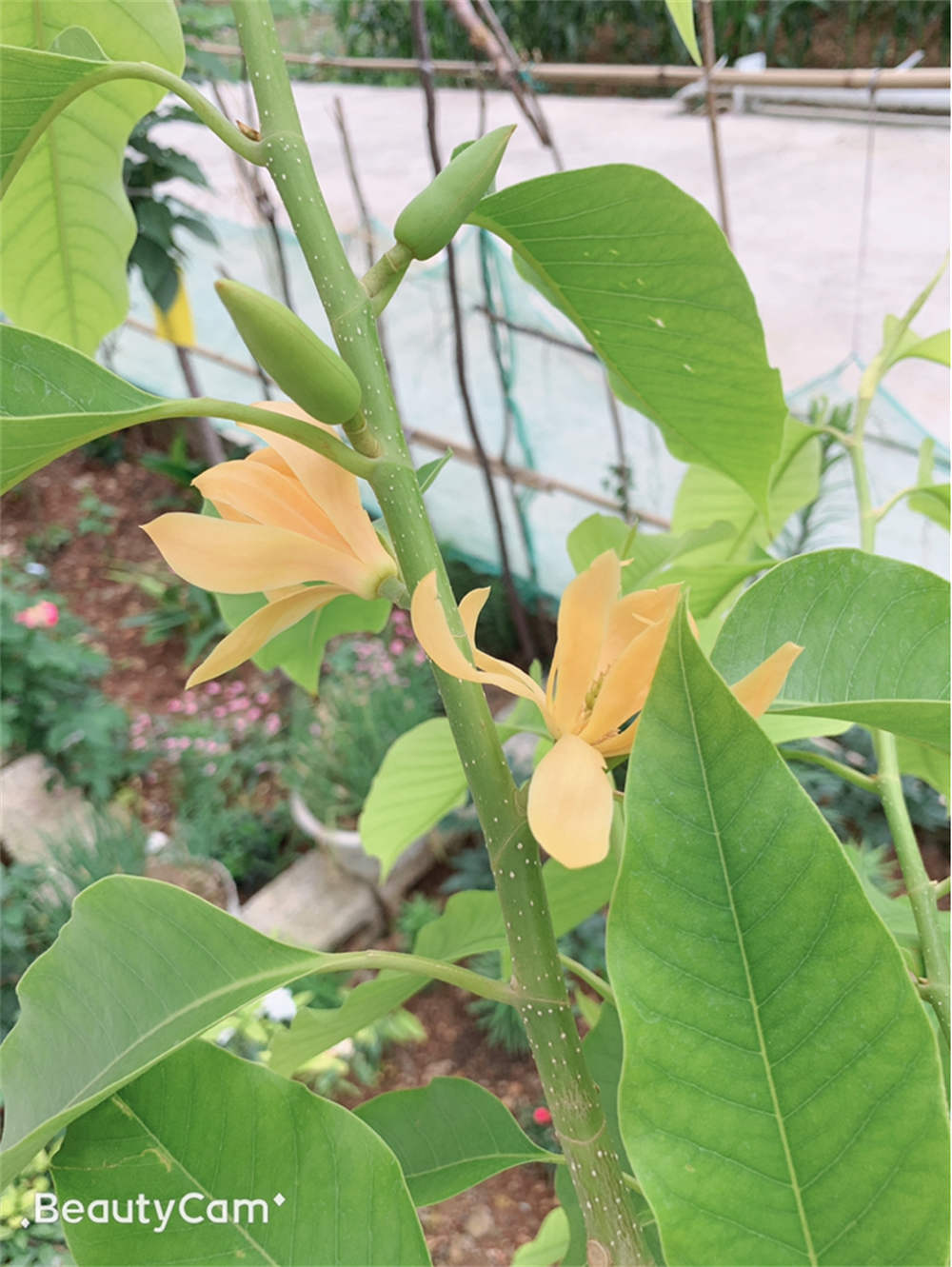 黄角兰